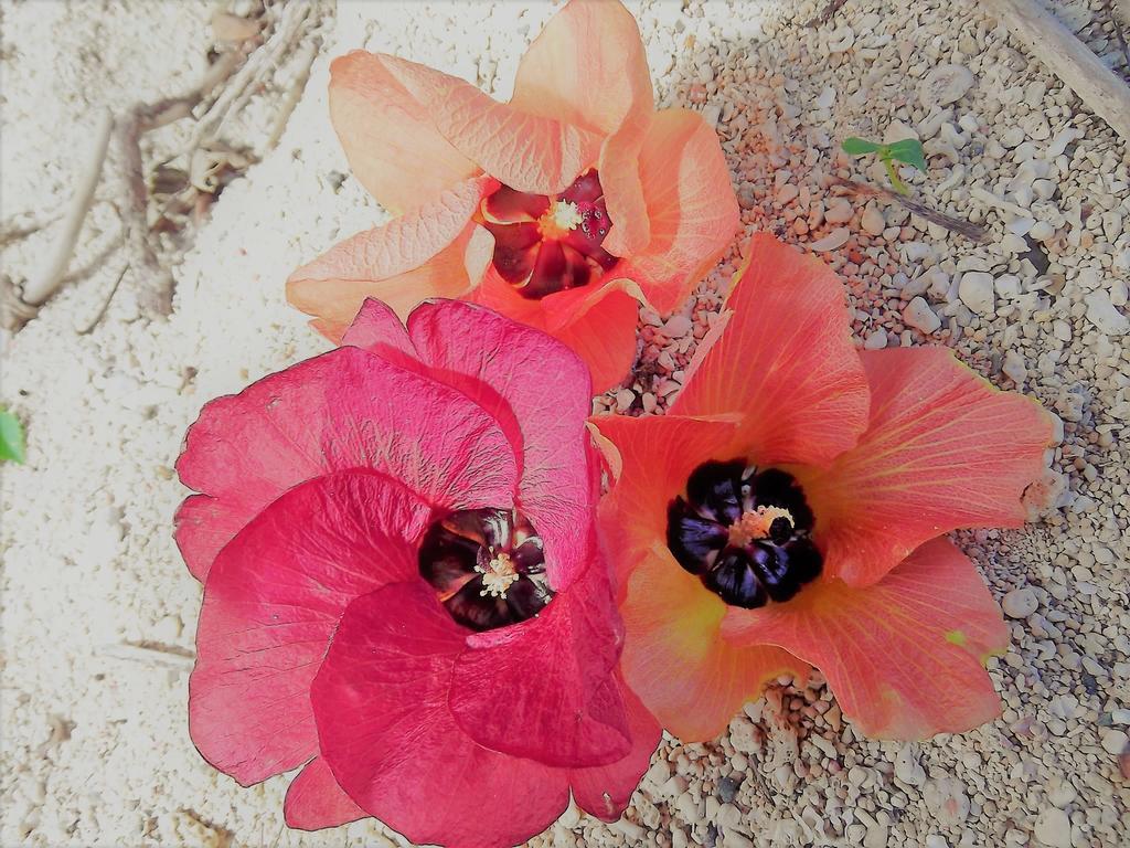 Yoisama Sunrise Beach House Ishigaki  ภายนอก รูปภาพ